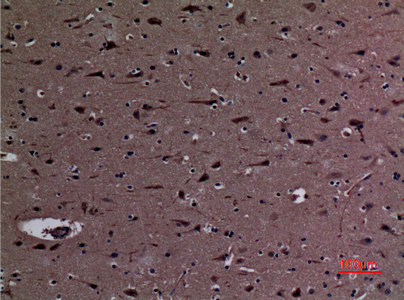 a11532 trim68 primary antibodies ihc testing 1