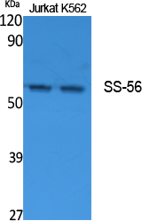 a11532 trim68 primary antibodies wb testing 2