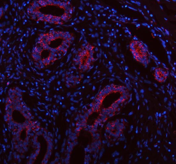a11533 1 intu primary antibodies if testing 1
