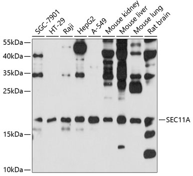 a11535 sec11a primary antiboties wb testing 1