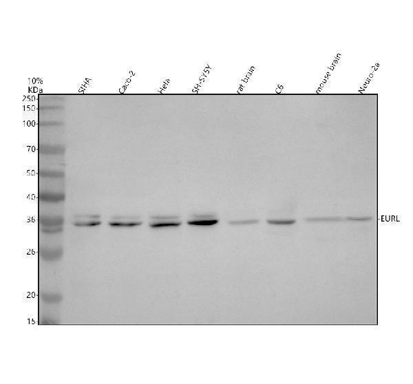 a11536 1 eurl primary antibodies wb testing 1