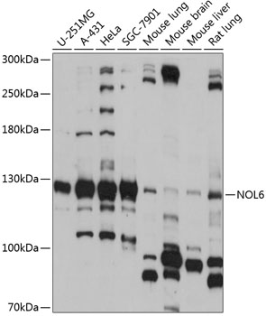 Western blot analysis of extracts of various cell lines, using NOL6 antibody  at 1:1000 dilution