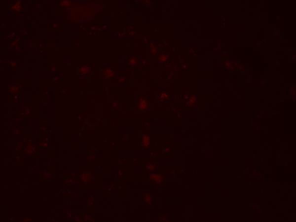 a11540 zgpat primary antibodies if testing 2