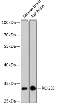 a11541 rogdi primary antiboties wb testing 1
