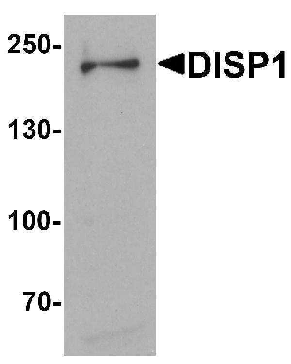 Western blot analysis of DISP1 in 3T3 cell lysate with DISP1 antibody at 1 μg/mL