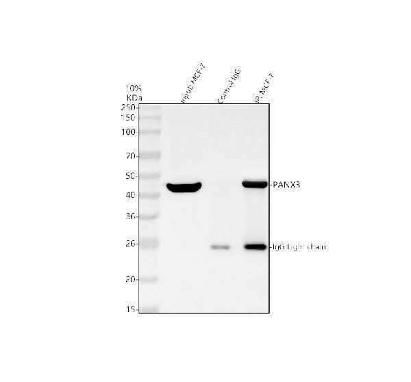 a11546 1 panx3 primary antibodies ip testing 3