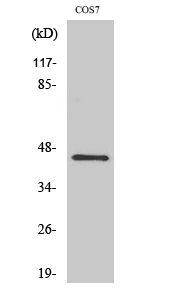 Western Blot (WB) analysis of specific cells using GRP1 Polyclonal antibody