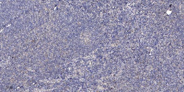 a11549 1 dok4 primary antibodies ihc testing 1