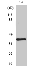 a11549 1 dok4 primary antibodies wb testing 2