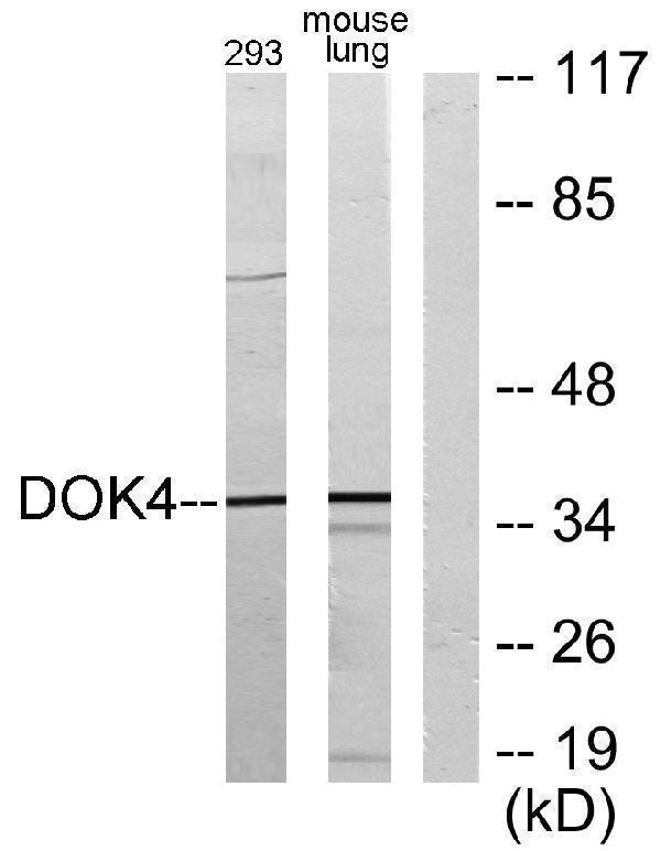 a11549 1 dok4 primary antibodies wb testing 3