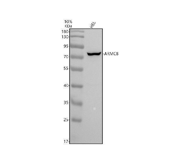 Western blot analysis of ARMC8 using anti-ARMC8 antibody (A11553-1)