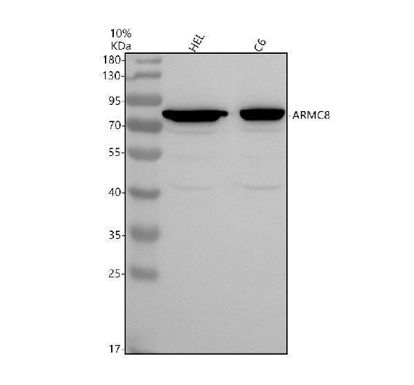 a11553 1 armc8 primary antibodies wb testing 1_1