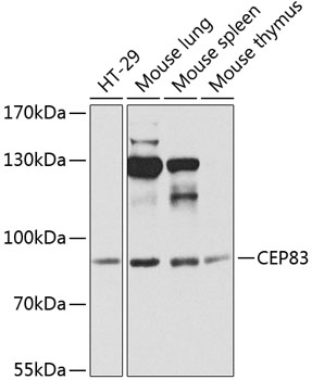 a11554 cep83 primary antiboties wb testing 1
