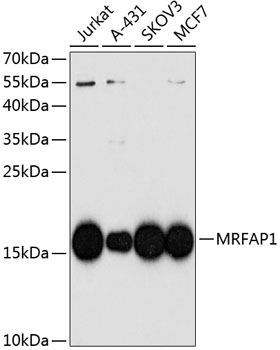 a11556 mrfap1 primary antiboties wb testing 1