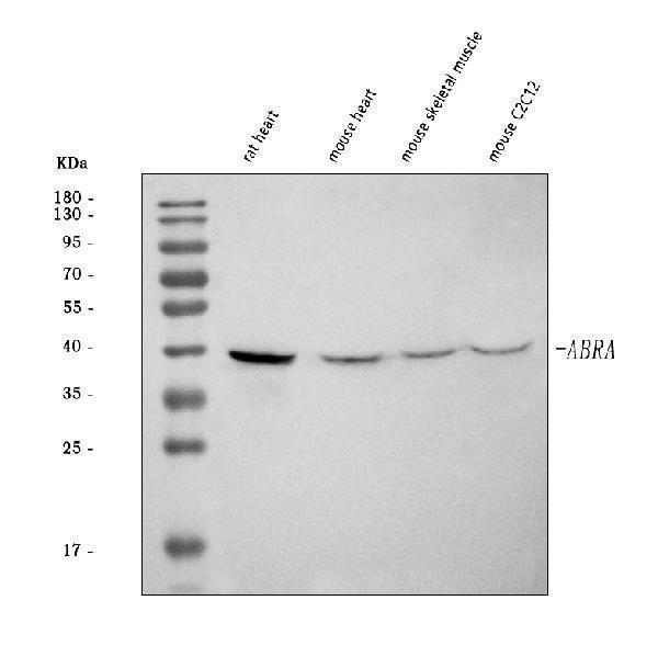 Figure 1. Western blot analysis of ABRA using anti-ABRA antibody (A11558-1). Electrophoresis was performed on a 5-20% SDS-PAGE gel at 70V (Stacking gel) / 90V (Resolving gel) for 2-3 hours. The sample well of each lane was loaded with 30 ug of sample under reducing conditions. Lane 1: rat heart tissue lysates, Lane 2: mouse heart tissue lysates, Lane 3: mouse skeletal muscle tissue lysates, Lane 4: mouse C2C12 whole cell lysates. After electrophoresis, proteins were transferred to a nitrocellulose membrane at 150 mA for 50-90 minutes. Blocked the membrane with 5% non-fat milk/TBS for 1.5 hour at RT. The membrane was incubated with rabbit anti-ABRA antigen affinity purified polyclonal antibody (Catalog # A11558-1) at 0.5 microg/mL overnight at 4°C, then washed with TBS-0.1%Tween 3 times with 5 minutes each and probed with a goat anti-rabbit IgG-HRP secondary antibody at a dilution of 1:5000 for 1.5 hour at RT. The signal is developed using an Enhanced Chemiluminescent detection (ECL) kit (Catalog # EK1002) with Tanon 5200 system. A specific band was detected for ABRA at approximately 39 kDa. The expected band size for ABRA is at 39 kDa.