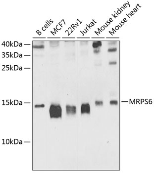 Western blot analysis of extracts of various cell lines, using MRPS6 antibody  at 1:1000 dilution