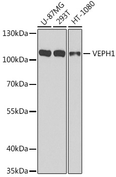 Western blot analysis of extracts of various cell lines, using VEPH1 antibody  at 1:1000 dilution