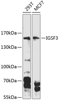 a11572 igsf3 primary antiboties wb testing 1