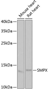 Western blot analysis of extracts of various cell lines, using SMPX antibody  at 1:1000 dilution