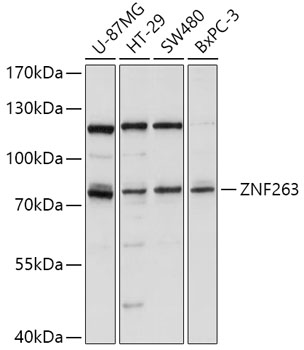 a11578 znf263 primary antiboties wb testing 1