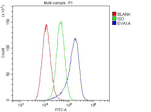 Flow Cytometry analysis of A549 cells using anti-EVA1A antibody (A11580-1). Overlay histogram showing A549 cells stained with A11580-1 (Blue line).The cells were blocked with 10% normal goat serum. And then incubated with rabbit anti-EVA1A Antibody (A11580-1,1μg/1x106 cells) for 30 min at 20°C. DyLight®488 conjugated goat anti-rabbit IgG (BA1127, 5-10μg/1x106 cells) was used as secondary antibody for 30 minutes at 20°C. Isotype control antibody (Green line) was rabbit IgG (1μg/1x106) used under the same conditions. Unlabelled sample (Red line) was also used as a control.