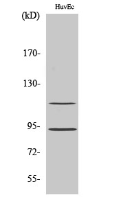 Western blotting validation for Anti-PITSLRE CDK11B Antibody A11584-1
Western Blot (WB) analysis of specific cells using PITSLRE polyclonal antibody