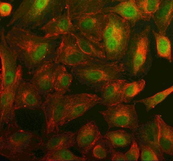 a11587 1 syt17 primary antibodies if testing 2