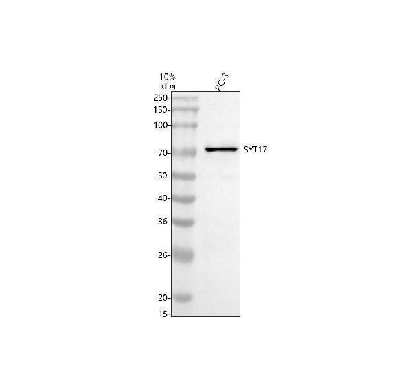 a11587 1 syt17 primary antibodies wb testing 1