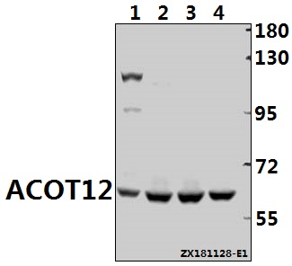 a11589 acot12 primary antiboties wb testing 1