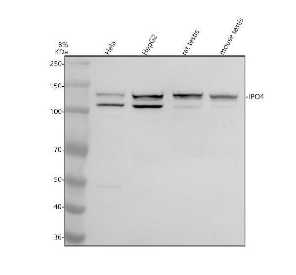 a11591 1 ipo4 primary antibodies wb testing 1