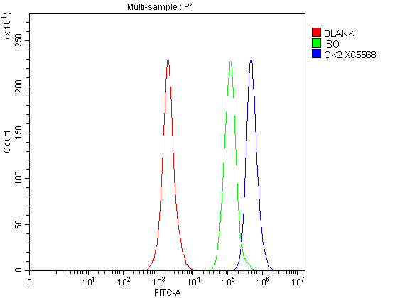  Flow Cytometry analysis of SH-SY5Y cells using anti-GK2 antibody (A11596-3)