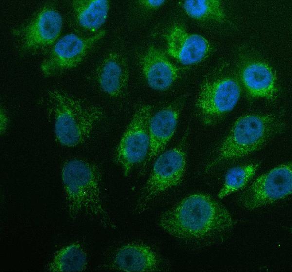  IF analysis of GK2 using anti-GK2 antibody (A11596-3)
