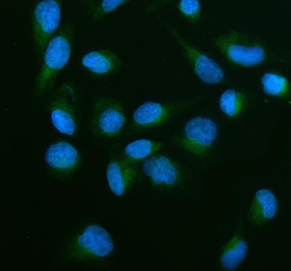  IF analysis of GALNT15 using anti-GALNT15 antibody (A11598-1)