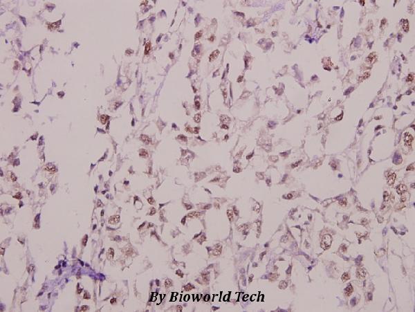 Immunohistochemistry (IHC) analyzes of Kv4