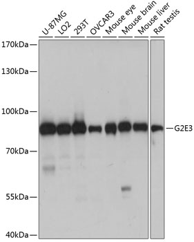 a11602 g2e3 primary antiboties wb testing 1
