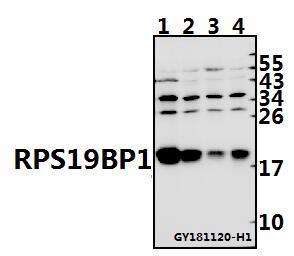 a11612 rps19bp1 primary antiboties wb testing 1