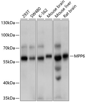 a11613 mpp6 primary antiboties wb testing 1