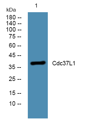 Western blot analysis of lysates from KB cells, primary antibody was diluted at 1:1000, 4°over night