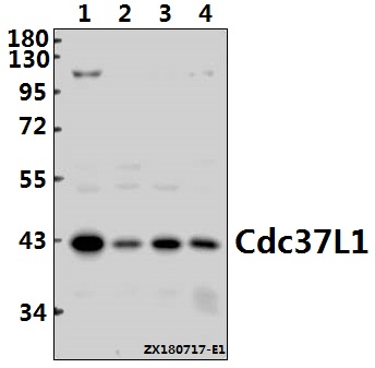 a11615 cdc37l1 primary antiboties wb testing 1