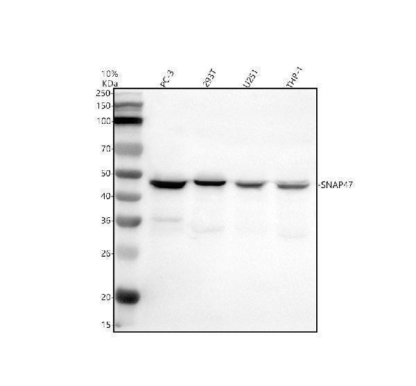 a11617 1 snap47 primary antibodies wb testing 1