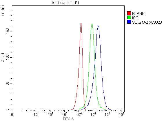 a11621 1 slc24a2 primary antibodies fcm testing 1