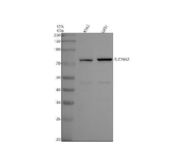 a11621 1 slc24a2 primary antibodies wb testing 1