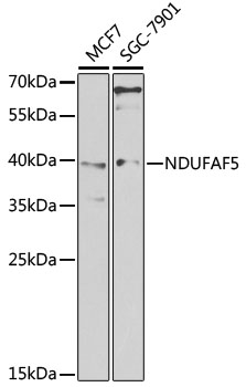 Western blot analysis of extracts of various cell lines, using NDUFAF5 antibody  at 1:1000 dilution