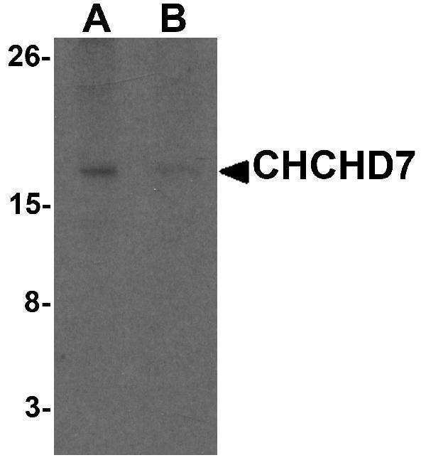 a11624 chchd7 primary antibodies wb testing 1