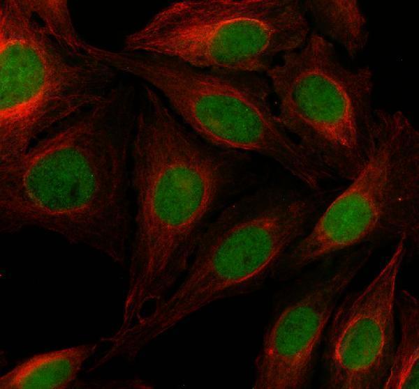 a11626 1 dph6 primary antibodies if testing 1