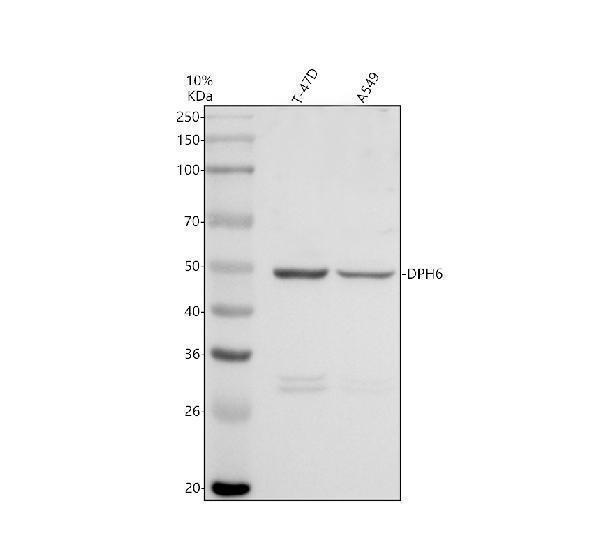 a11626 1 dph6 primary antibodies wb testing 1