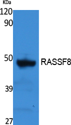 Western Blot analysis of extracts from rat stomach, using RASSF8 Polyclonal Antibody