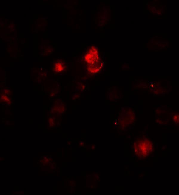 Immunofluorescence of SDHAF1 in 3T3 cells with SDHAF1 antibody at 20 μg/mL