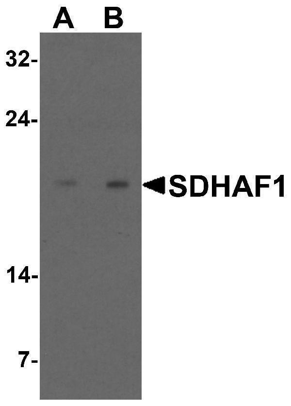 Western blot analysis of SDHAF1 in 3T3 cell lysate with SDHAF1 antibody at (A) 1 and (B) 2 μg/mL