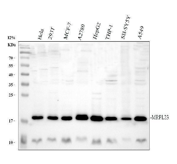Western blot analysis of MRPL23 using anti-MRPL23 antibody (A11634-1)
